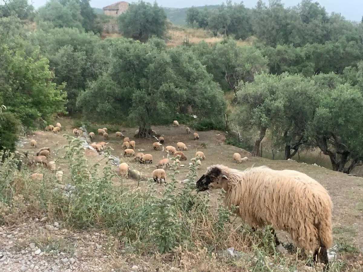 Shkolla Hostel & Camping Vuno