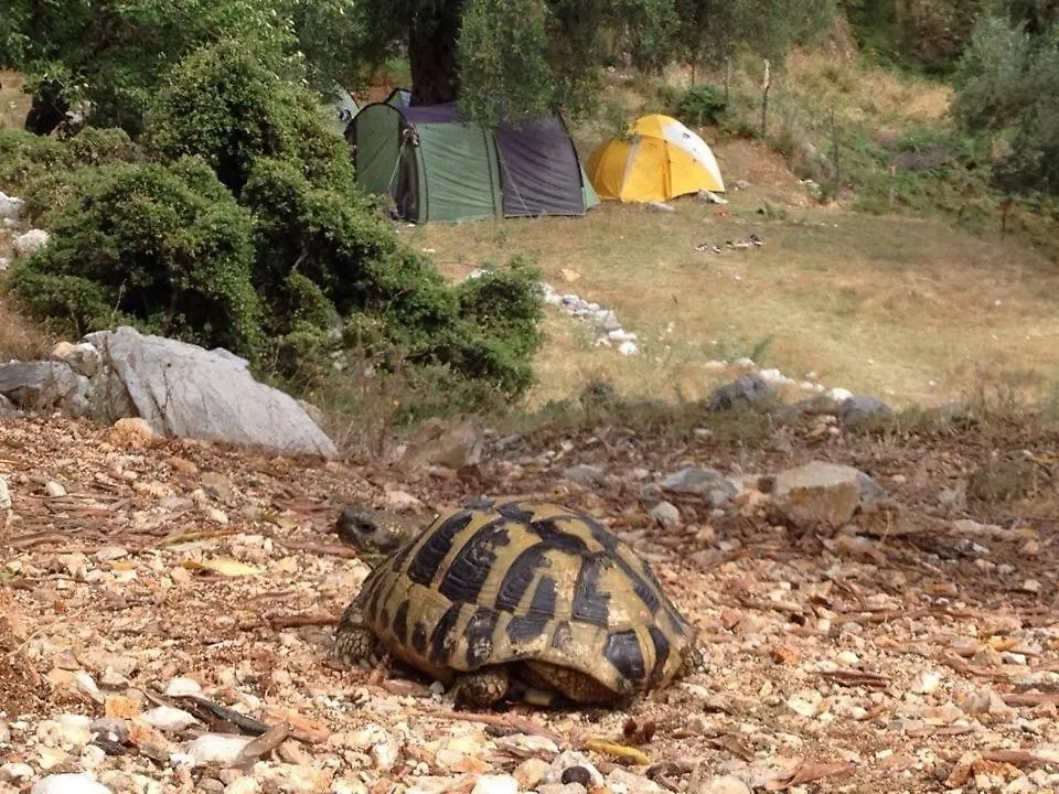 Shkolla Hostel & Camping Vuno Albania